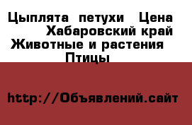 Цыплята, петухи › Цена ­ 180 - Хабаровский край Животные и растения » Птицы   